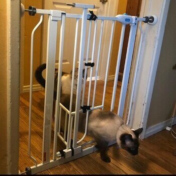A cat is crossing a baby door through the cate door 